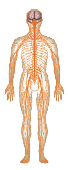 Quiz 2.2 Organ Systems in Animals and Plants