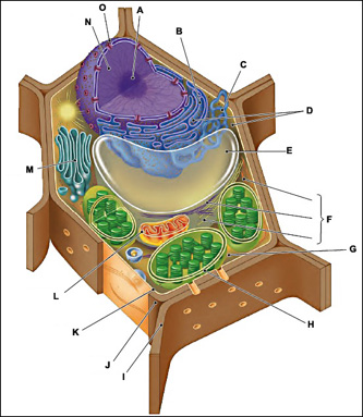 Quiz  Plant and Animal Cells